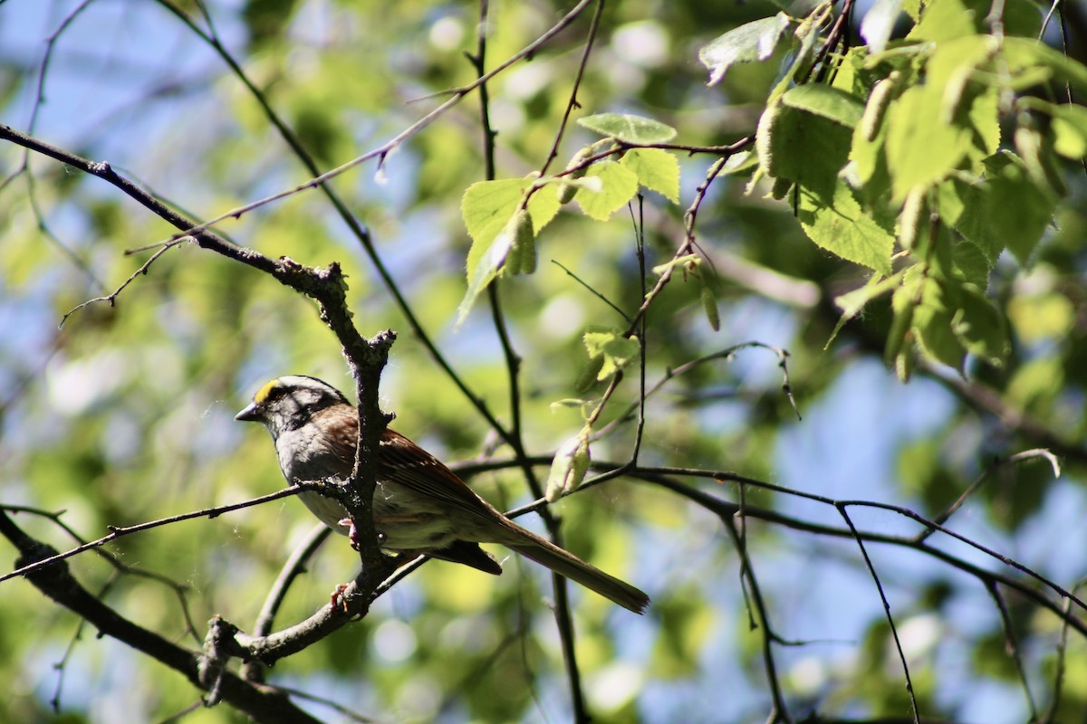 White-throated Sparrow - ML620731557