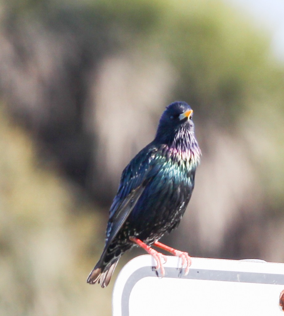 European Starling - ML620731558