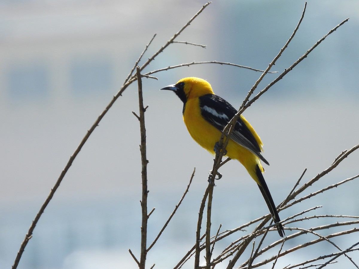 Hooded Oriole - ML620731560