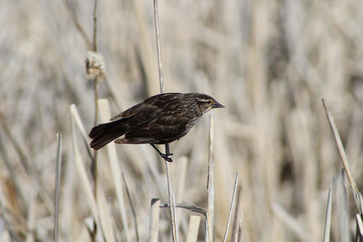 Red-winged Blackbird (Red-winged) - ML620731563