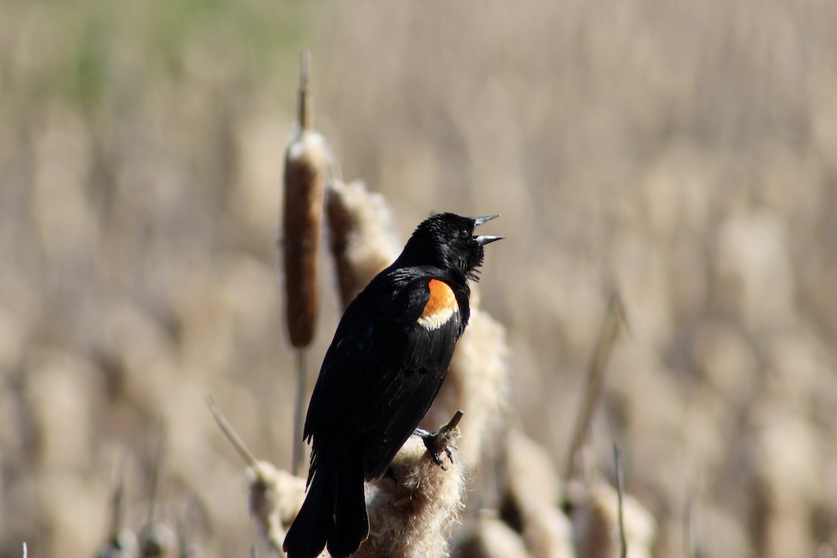 Red-winged Blackbird (Red-winged) - ML620731564