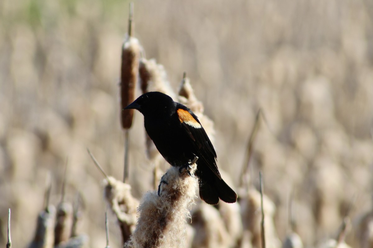 Red-winged Blackbird (Red-winged) - ML620731565