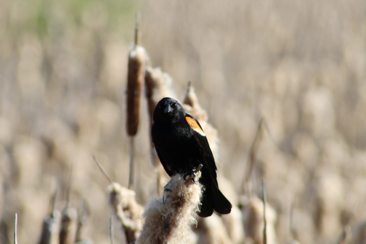 Red-winged Blackbird (Red-winged) - ML620731566