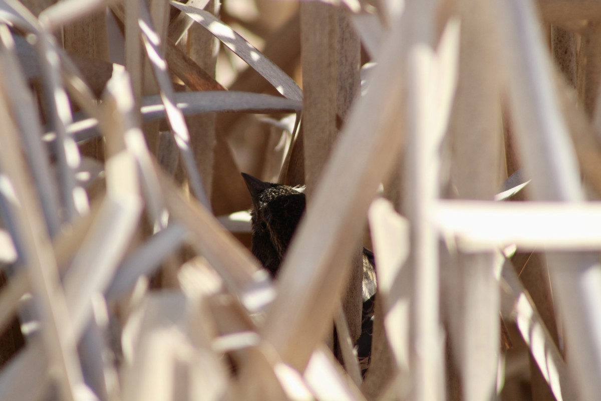 Red-winged Blackbird (Red-winged) - ML620731567