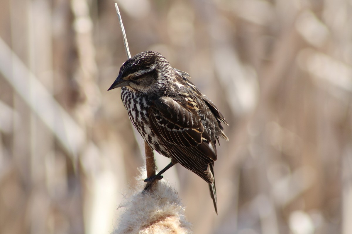 Red-winged Blackbird (Red-winged) - ML620731568