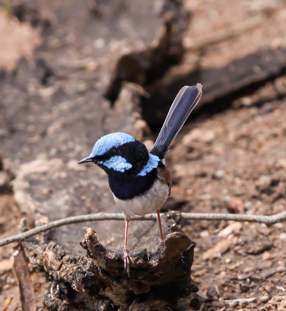 Superb Fairywren - Soo sing Loke