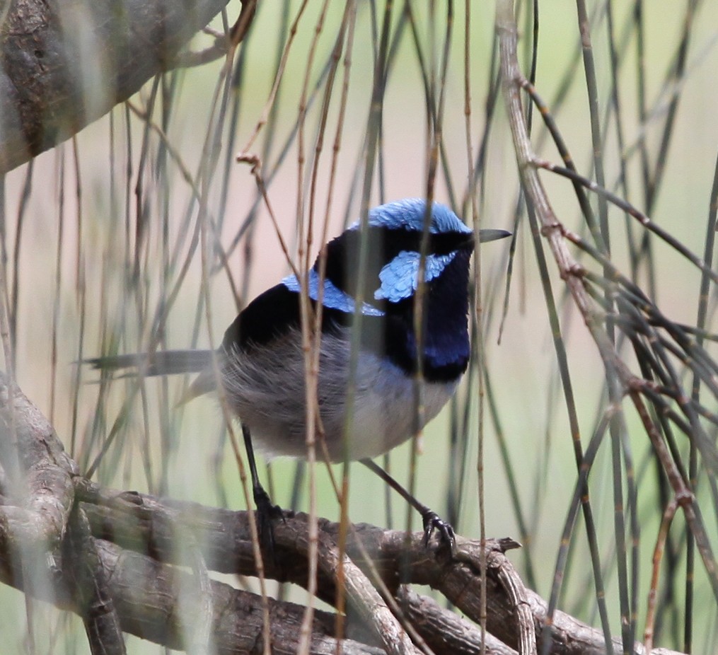 Superb Fairywren - ML620731572