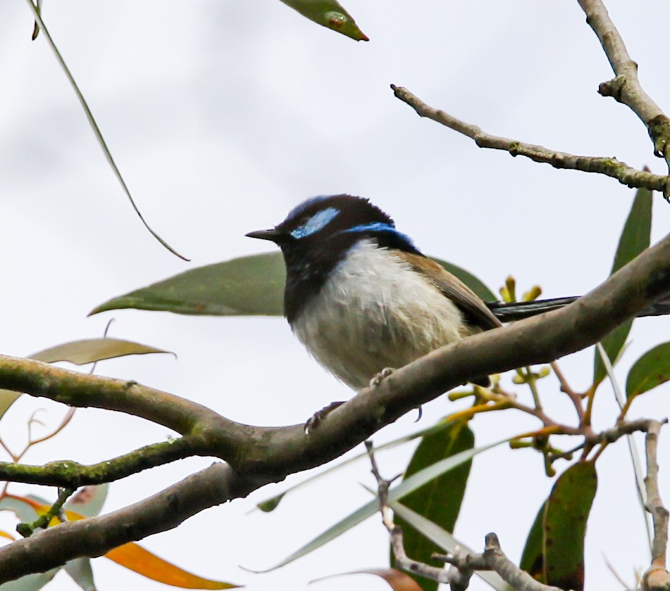 Superb Fairywren - ML620731574