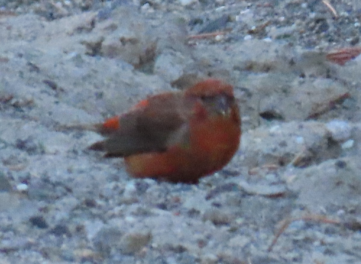 Red Crossbill - ML620731575