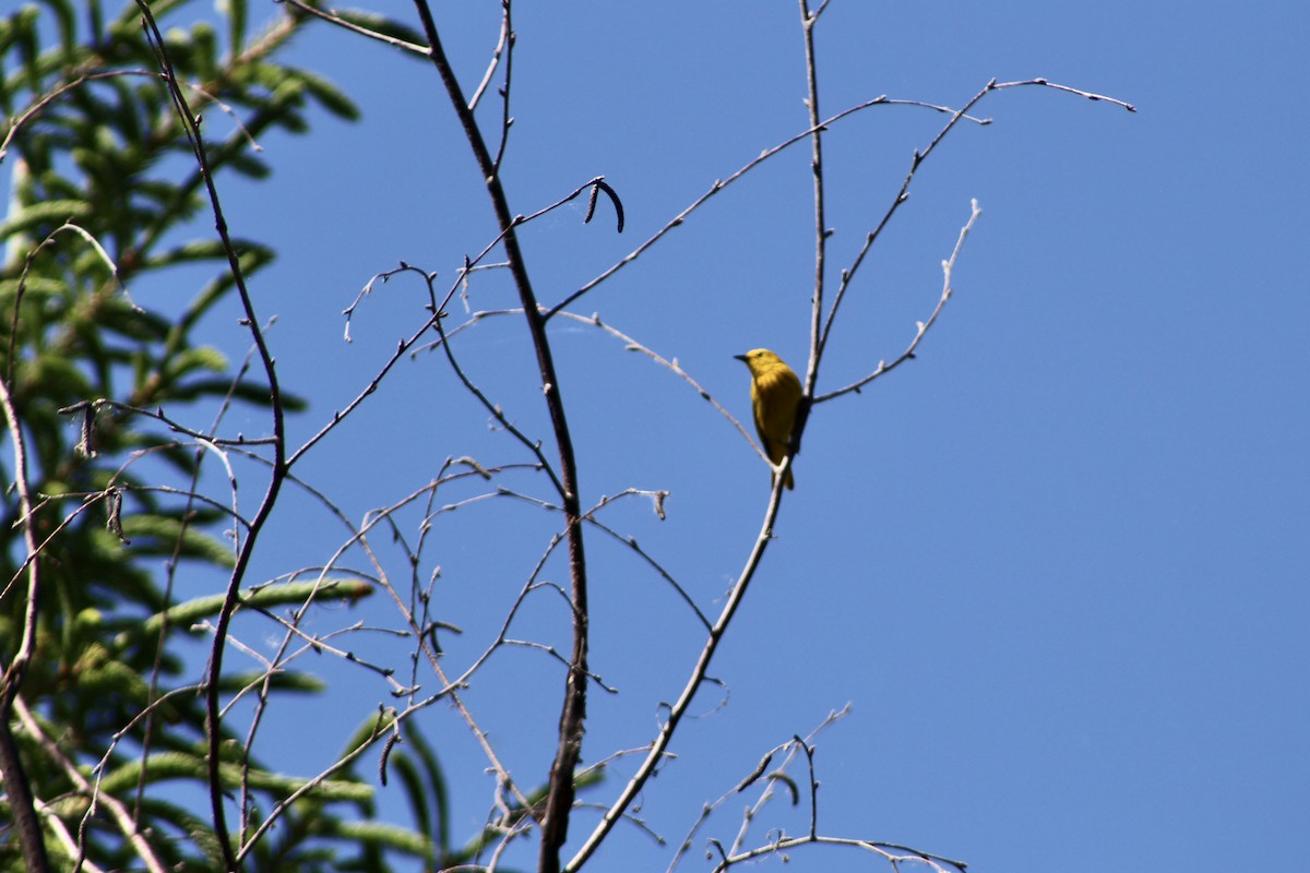 Yellow Warbler (Northern) - ML620731577