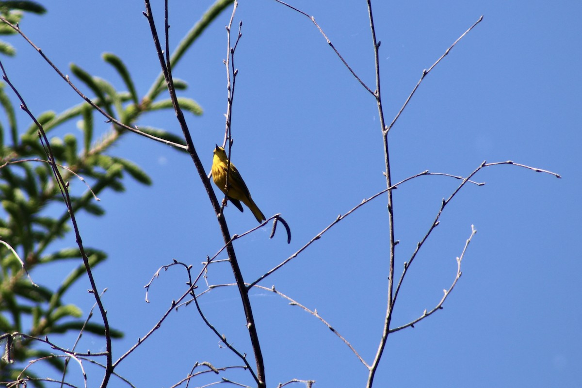 Yellow Warbler (Northern) - ML620731578