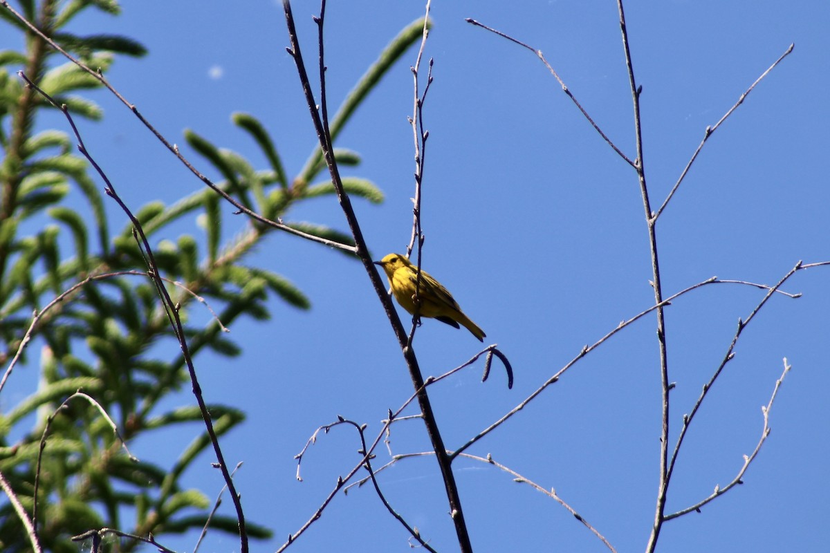 Yellow Warbler (Northern) - ML620731579