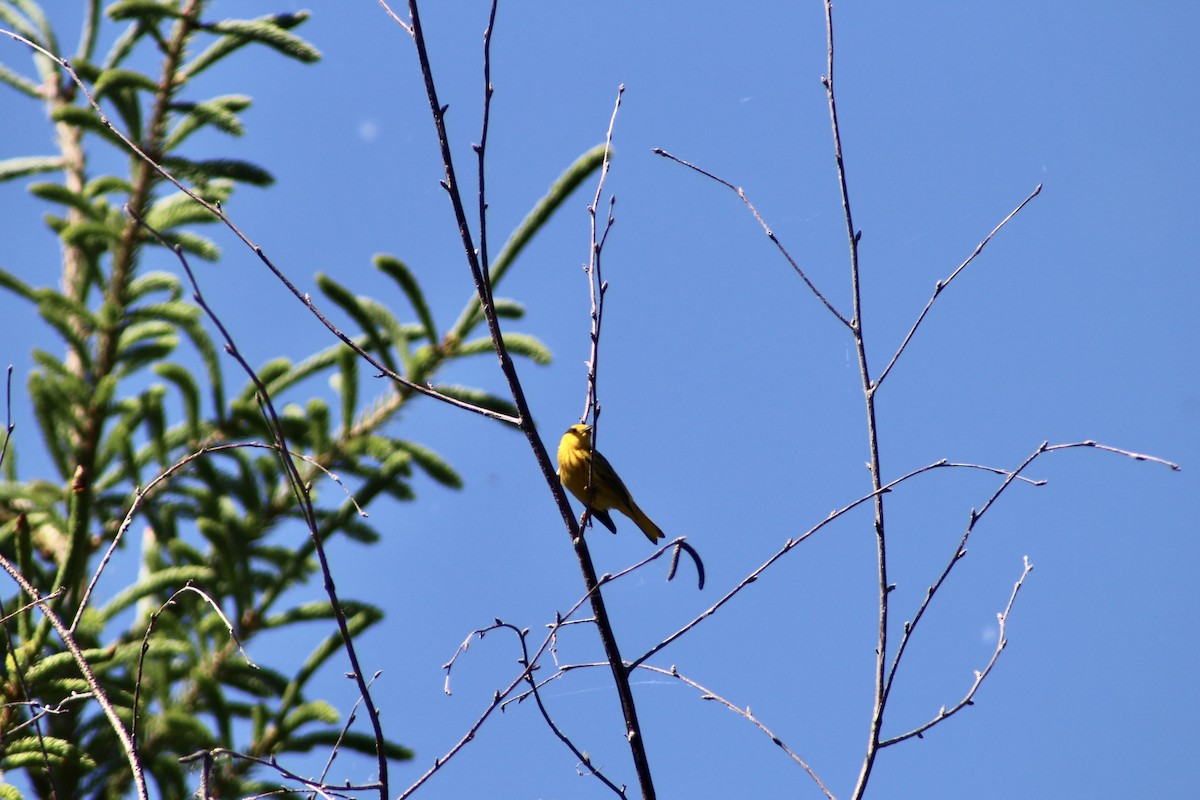 Yellow Warbler (Northern) - ML620731580