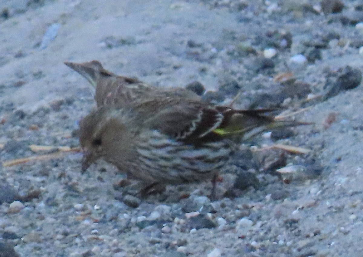 Pine Siskin - ML620731581