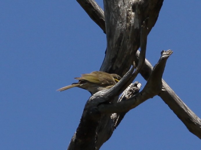 Yellow-faced Honeyeater - ML620731583