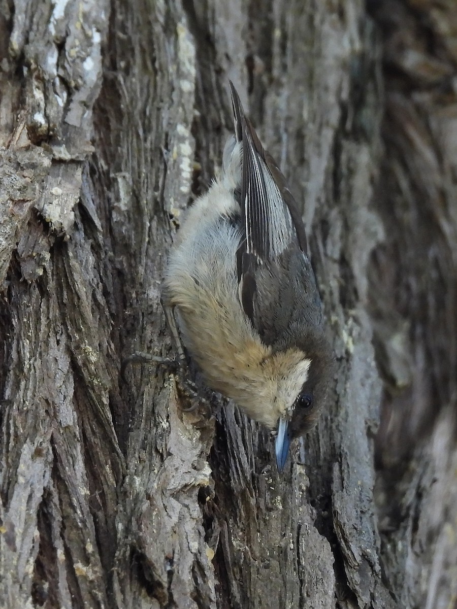 Pygmy Nuthatch - ML620731588