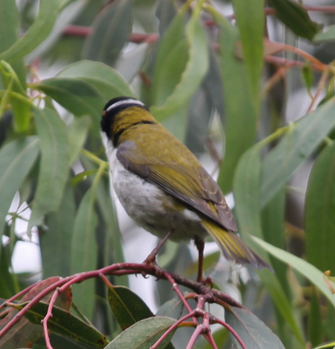 White-naped Honeyeater - ML620731595