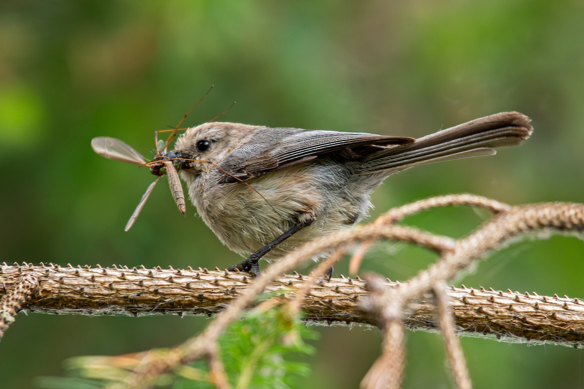 Bushtit - ML620731596