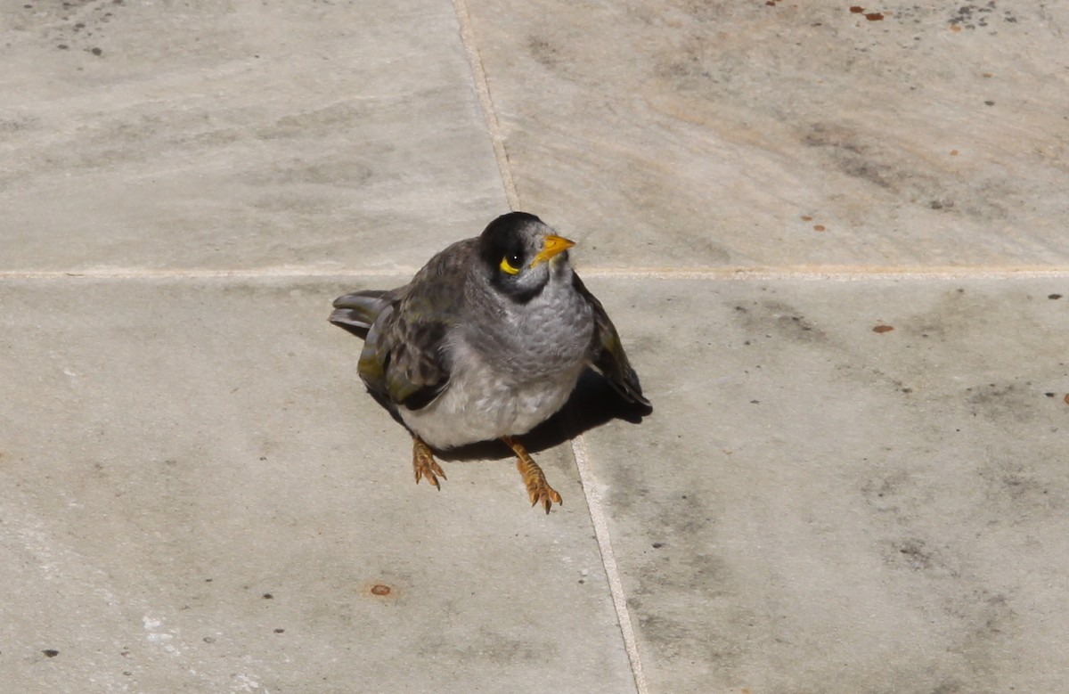 Noisy Miner - ML620731597