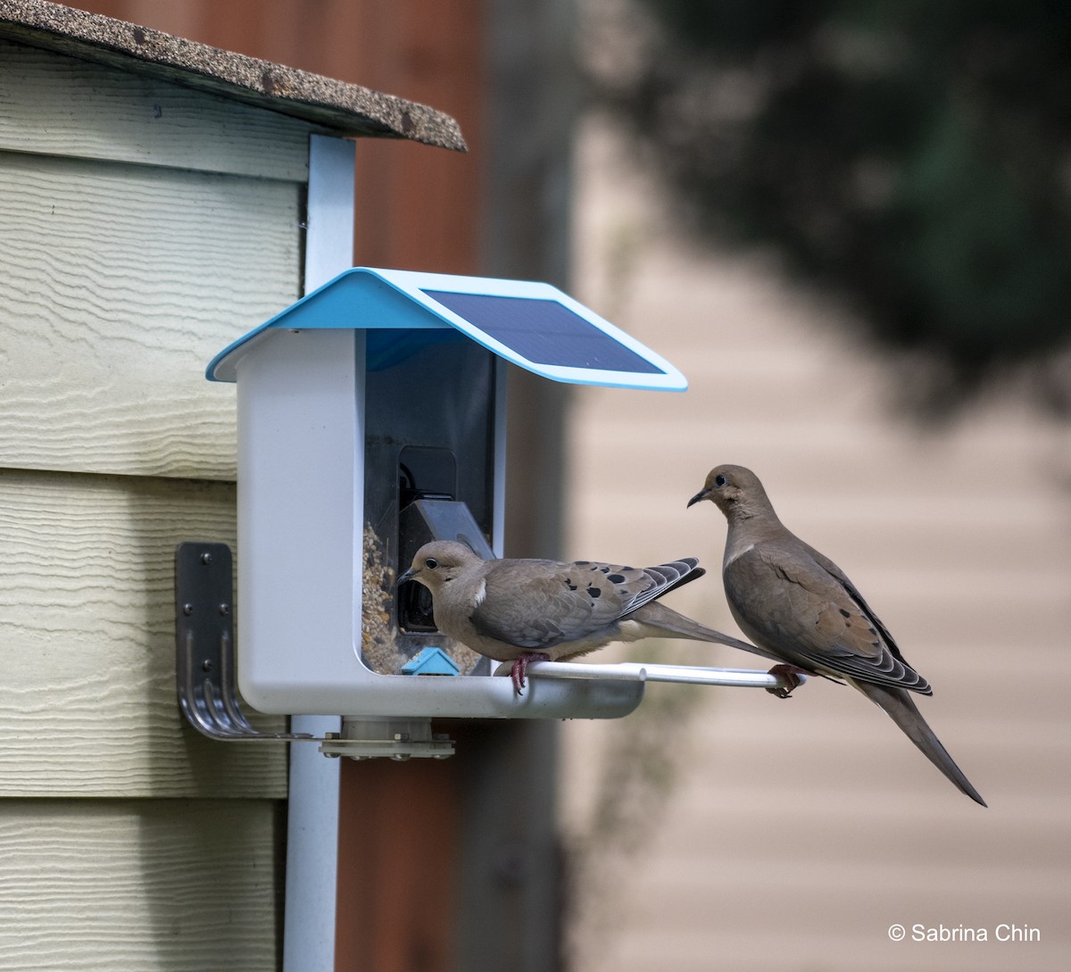 Mourning Dove - ML620731606