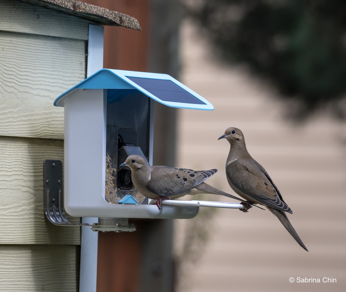 Mourning Dove - ML620731607