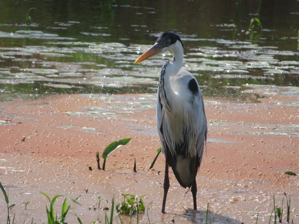 Cocoi Heron - ML620731612