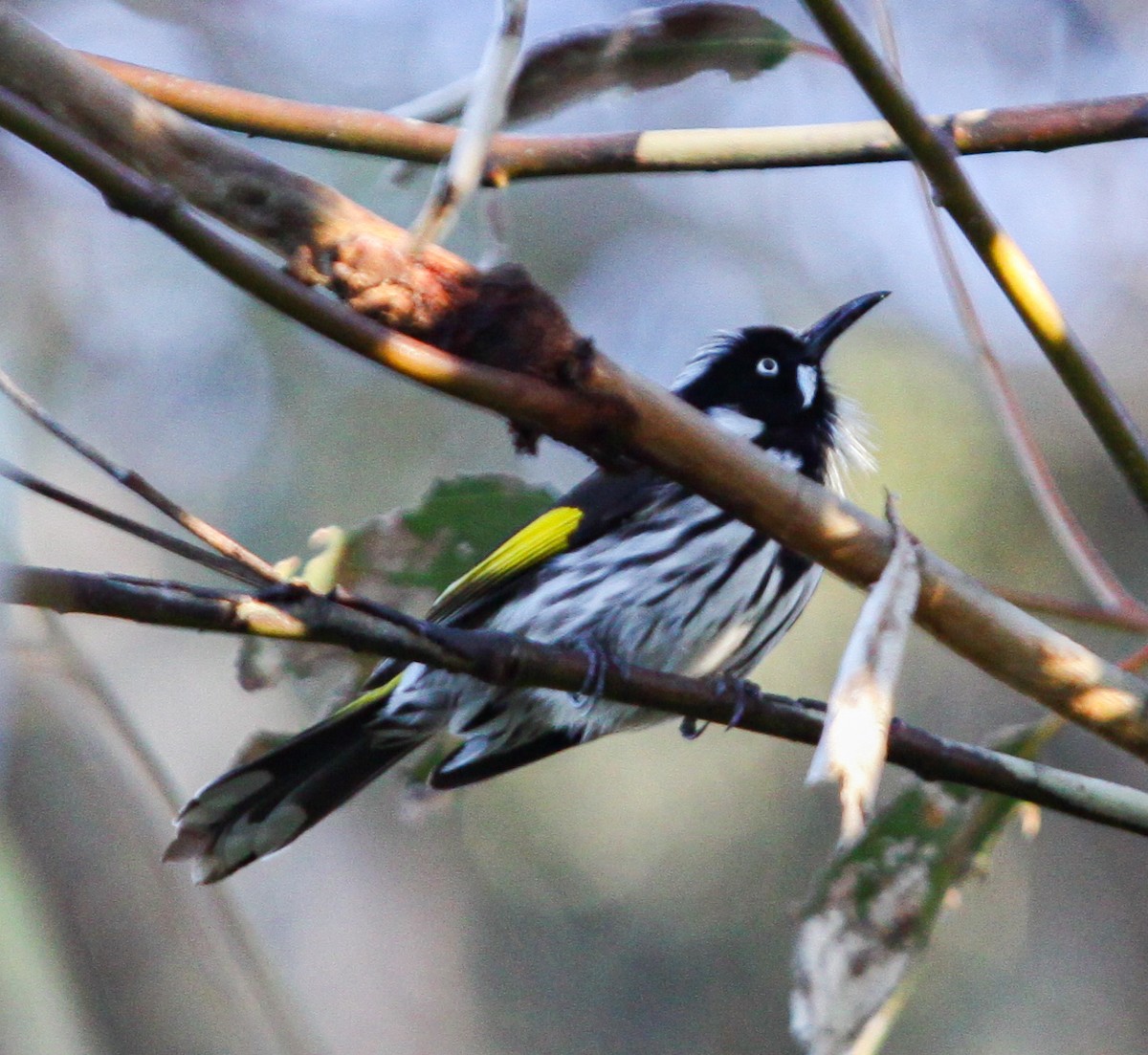 New Holland Honeyeater - ML620731614