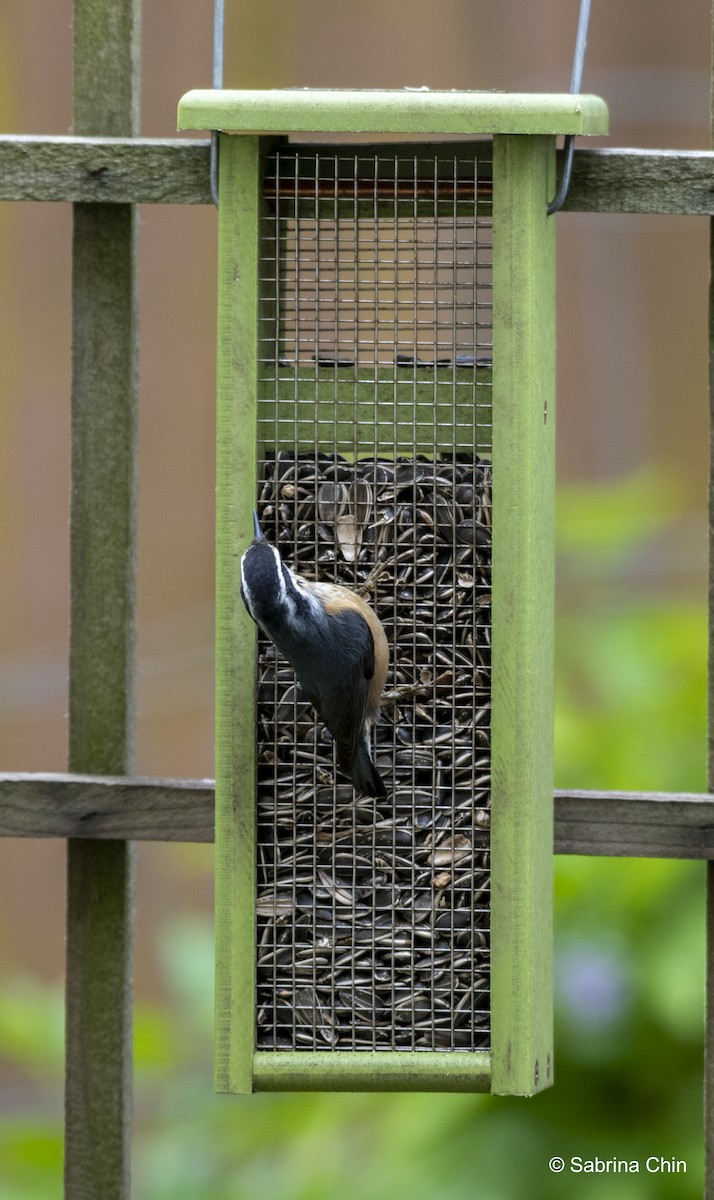 Red-breasted Nuthatch - ML620731616