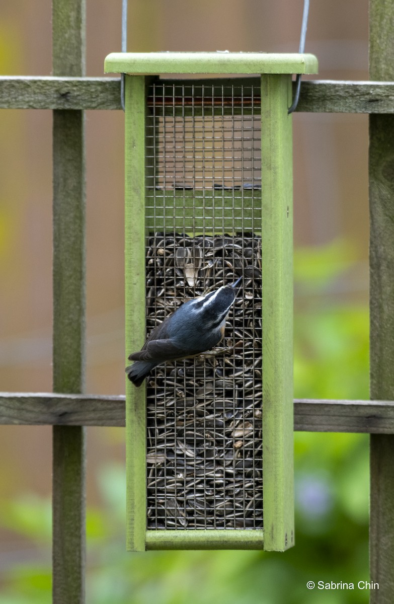 Red-breasted Nuthatch - ML620731617