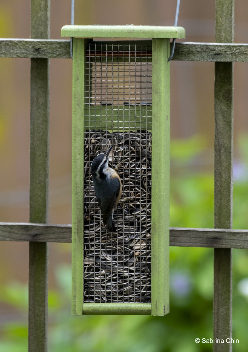 Red-breasted Nuthatch - ML620731618