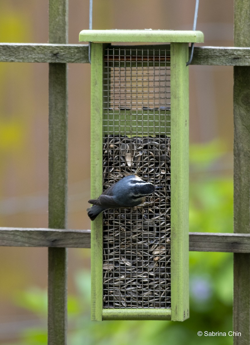 Red-breasted Nuthatch - ML620731619