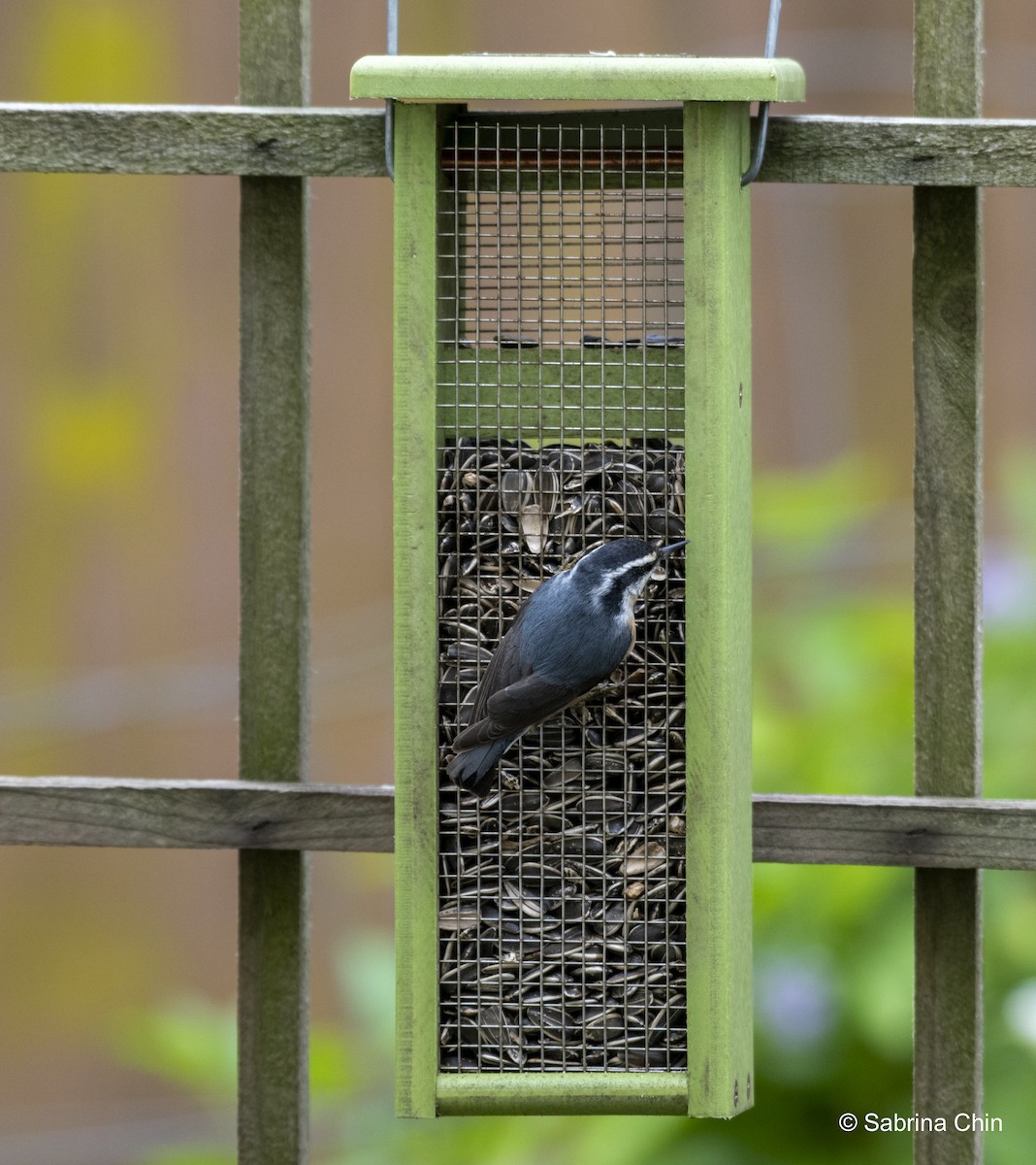 Red-breasted Nuthatch - ML620731621