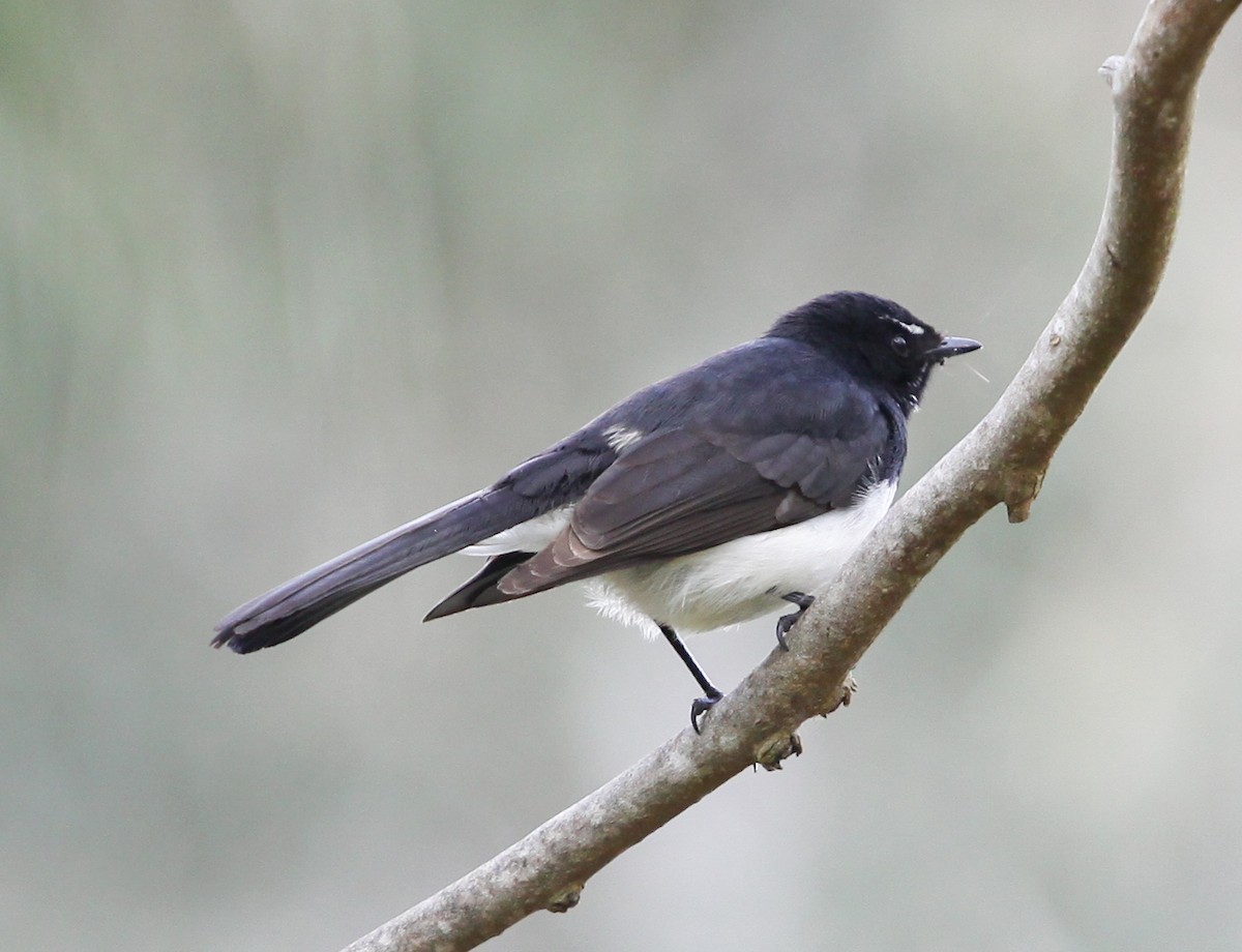 Willie-wagtail - ML620731622