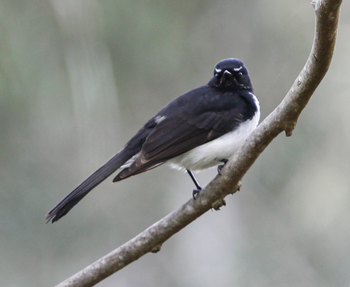 Willie-wagtail - ML620731623