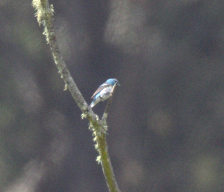 Lazuli Bunting - ML620731624