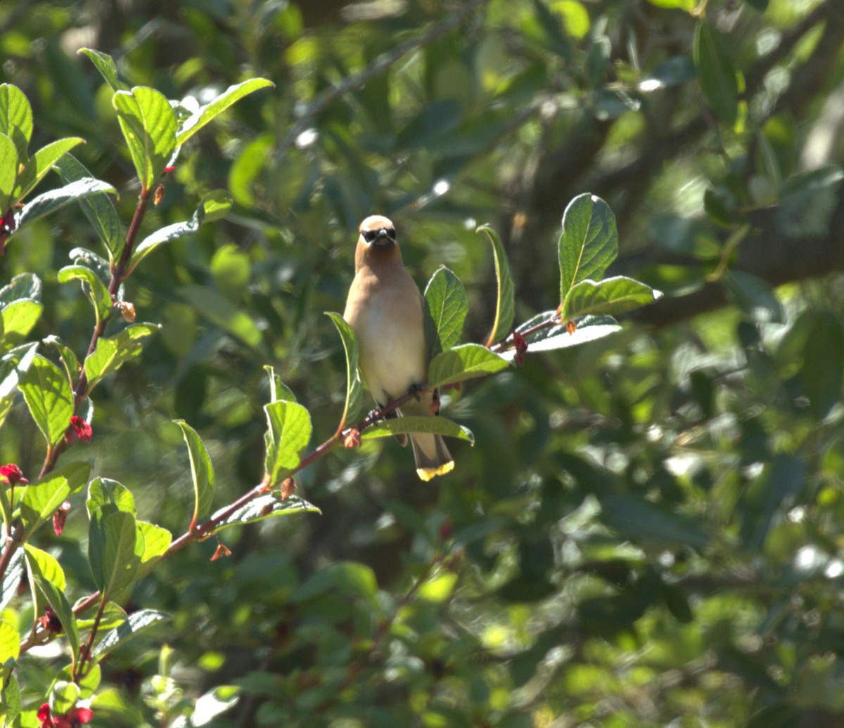 Cedar Waxwing - ML620731626