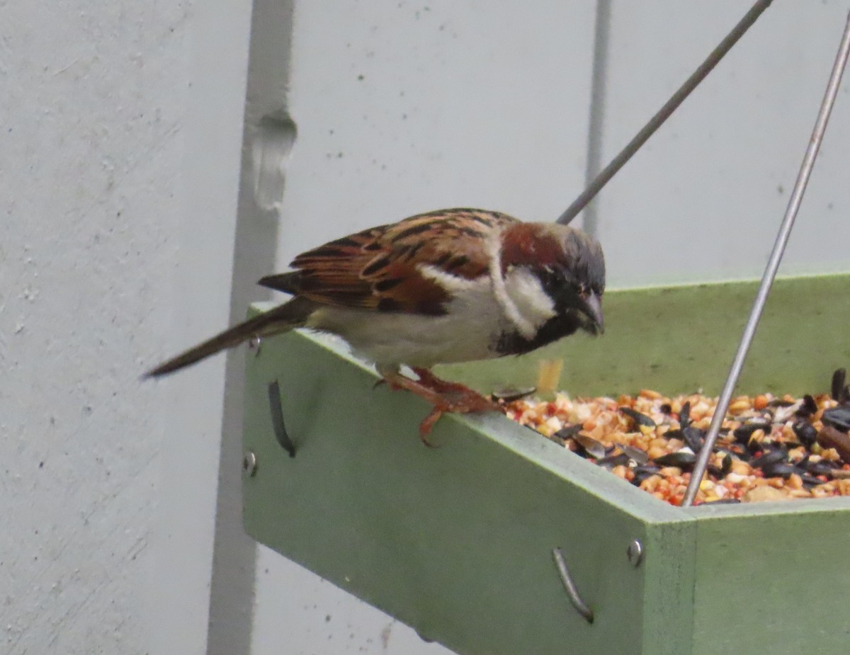 House Sparrow - ML620731627