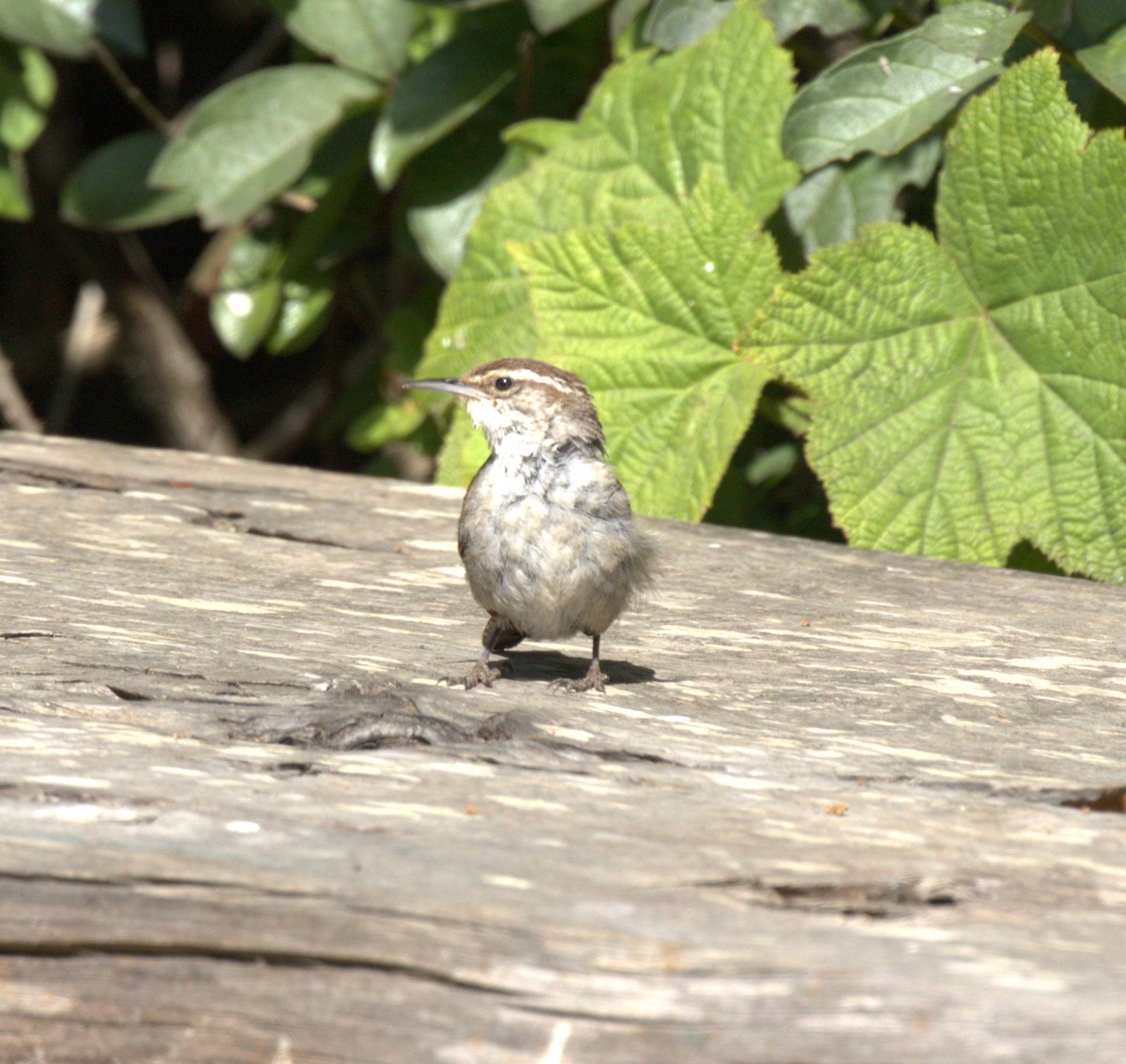 Bewick's Wren - ML620731628