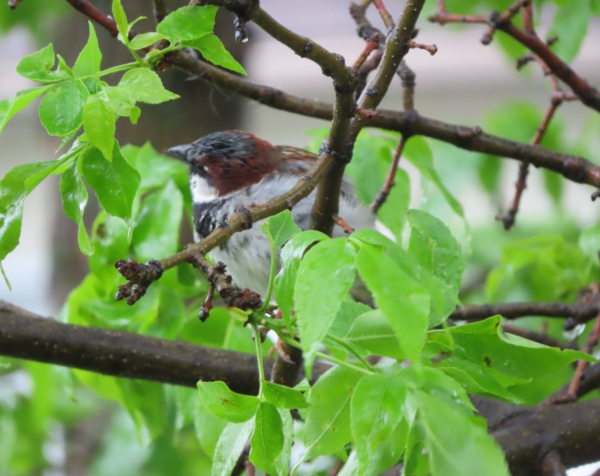 House Sparrow - ML620731629