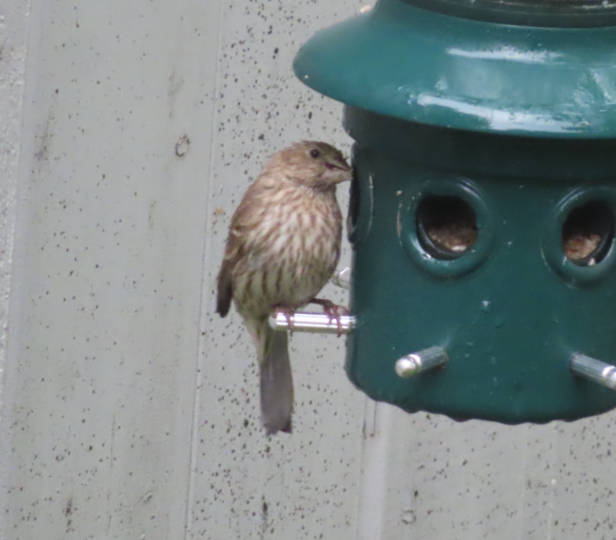 House Finch - ML620731631