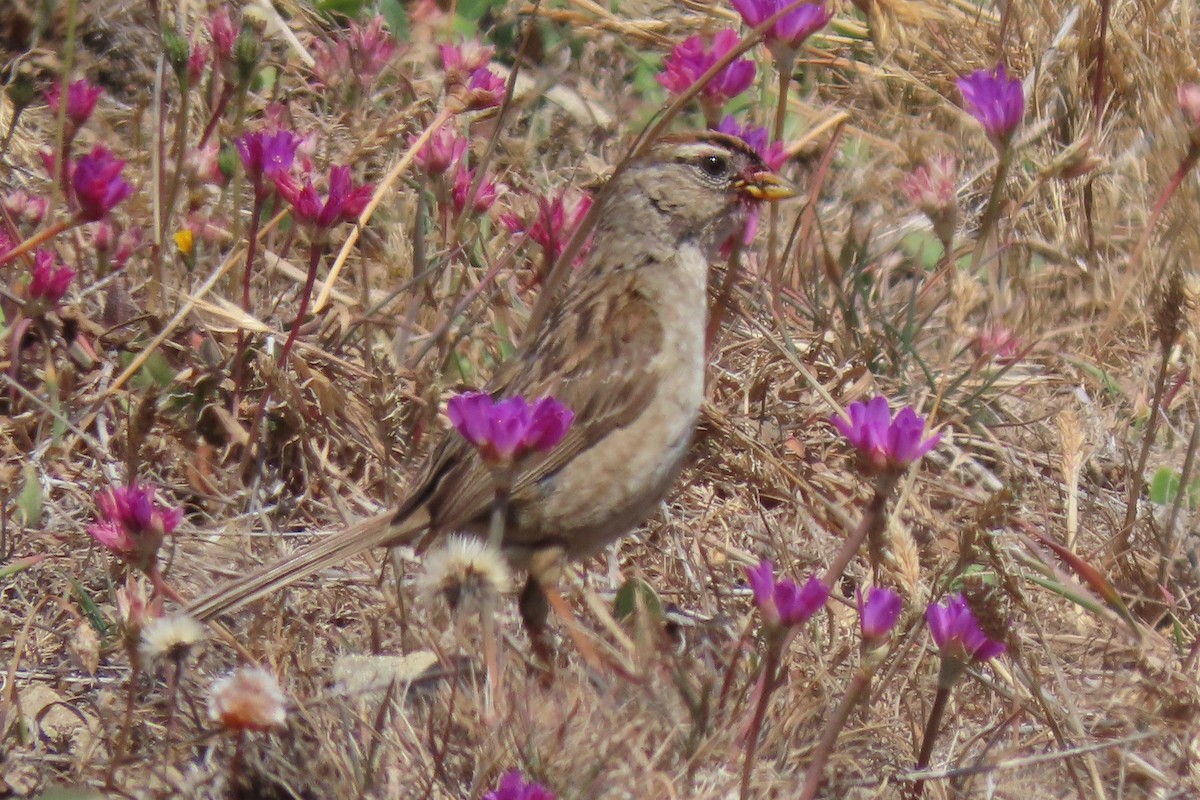 White-crowned Sparrow (nuttalli) - ML620731633