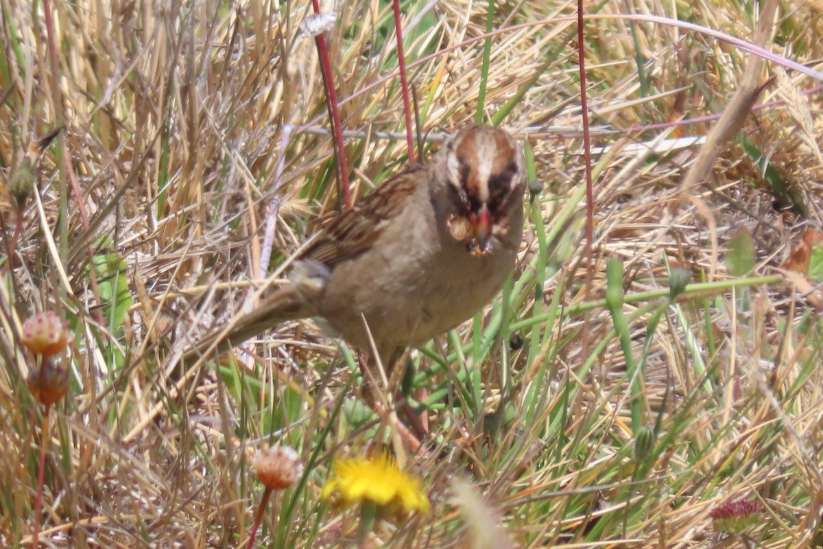 White-crowned Sparrow (nuttalli) - ML620731634