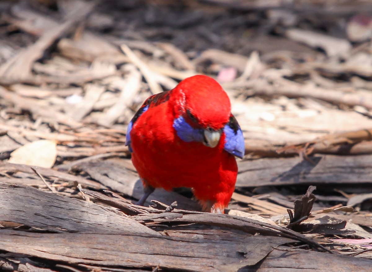 アカクサインコ - ML620731635