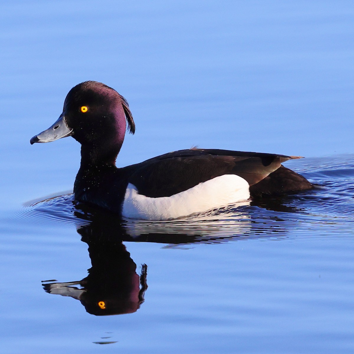 Tufted Duck - ML620731642