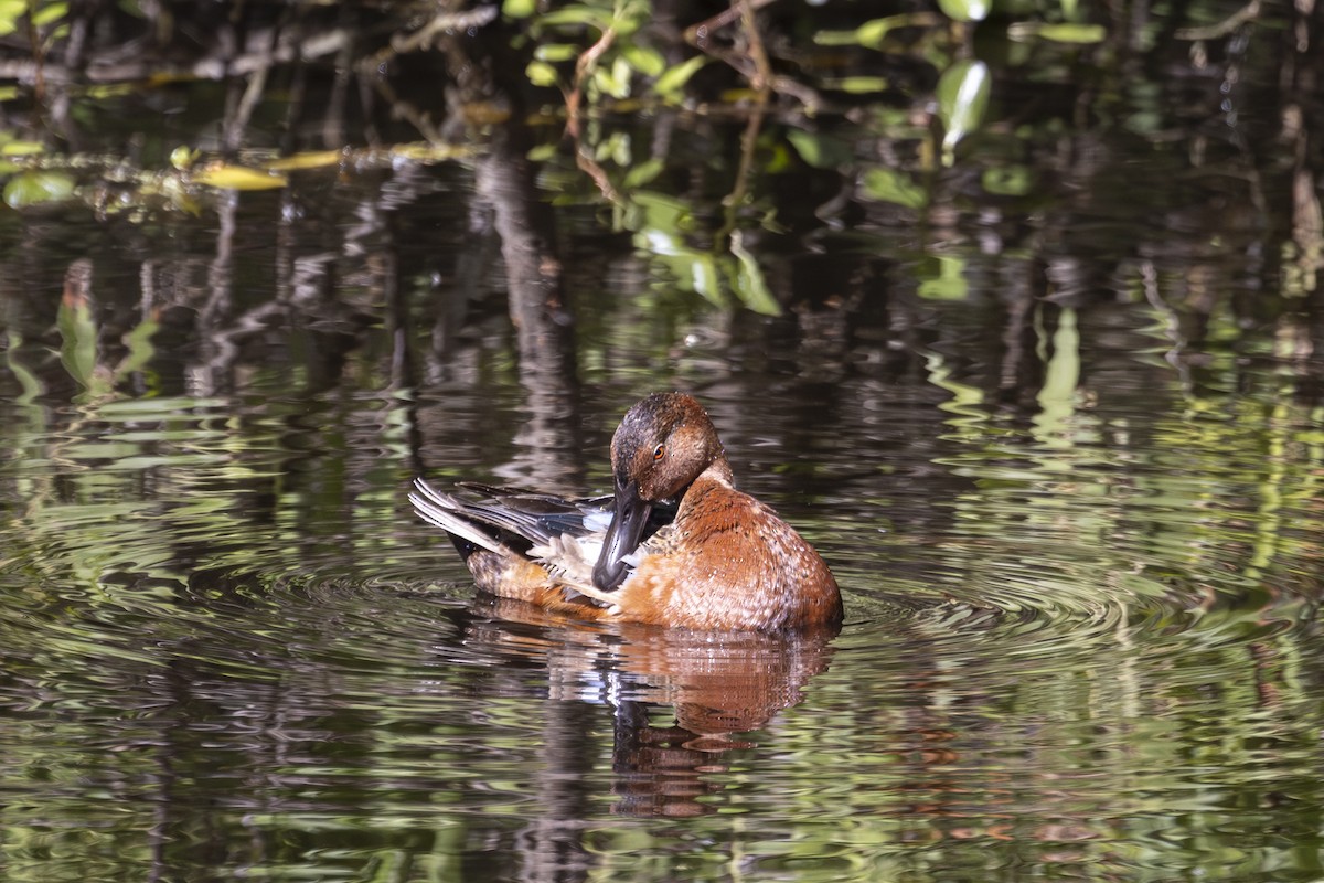 Cinnamon Teal - ML620731645