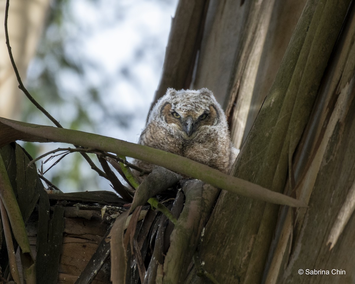 Great Horned Owl - Sabrina Chin