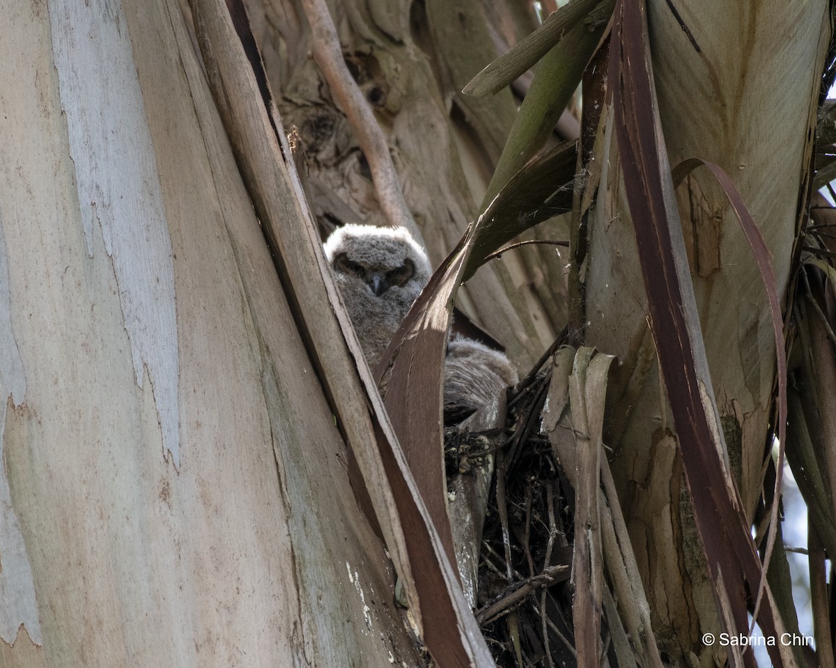 Great Horned Owl - ML620731648