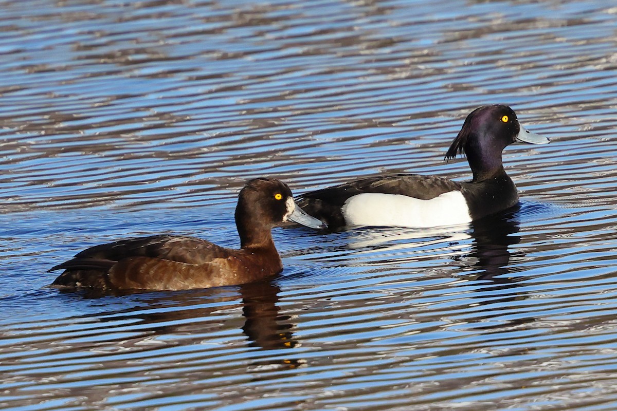 Tufted Duck - Kakul Paul