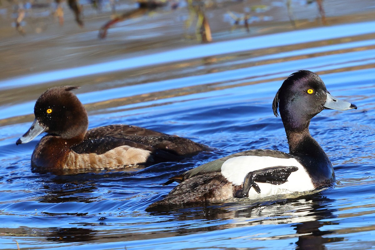 Tufted Duck - ML620731652