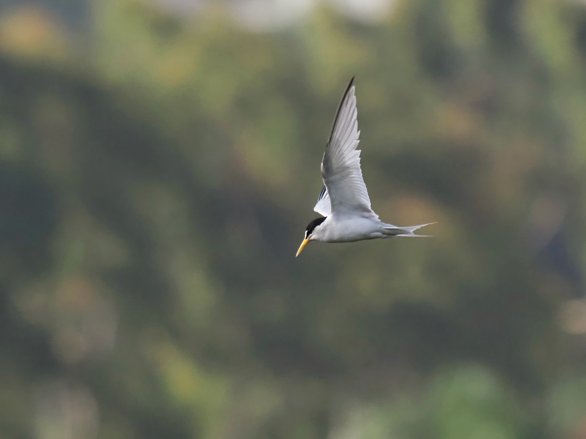 Least Tern - ML620731660